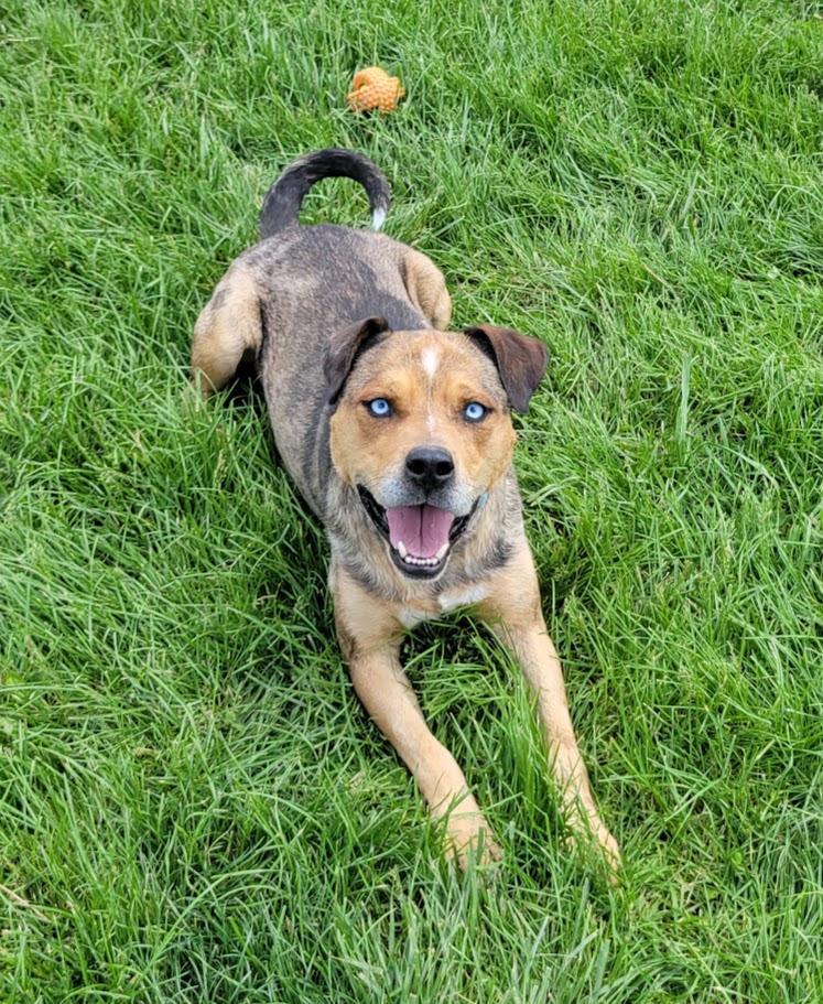 Regis, a ADOPTABLE mixed breed in Lisbon, OH image 3/6