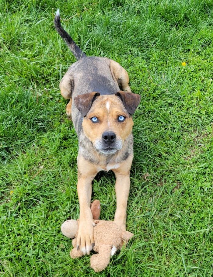 Regis, a ADOPTABLE mixed breed in Lisbon, OH image 1/6