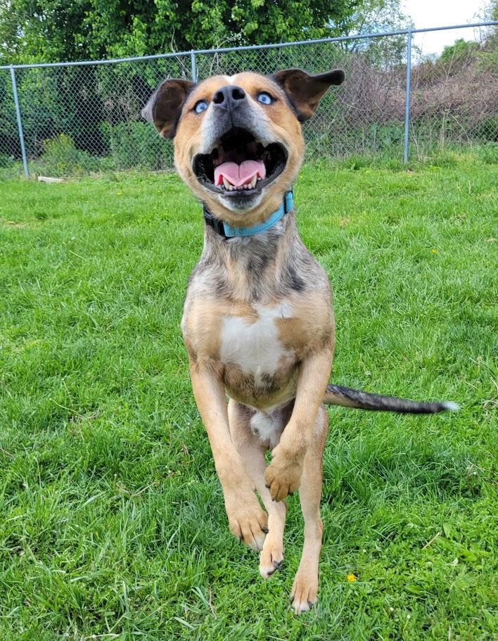 Regis, a ADOPTABLE mixed breed in Lisbon, OH image 6/6