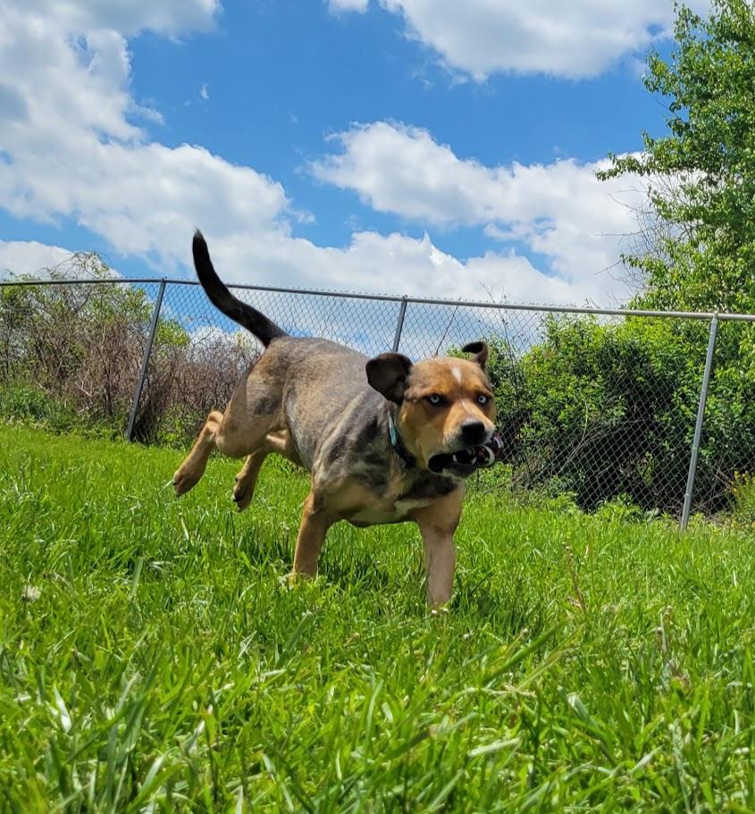 Regis, a ADOPTABLE mixed breed in Lisbon, OH image 2/6