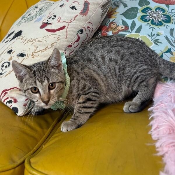 Canela Gato — thumbnail 5