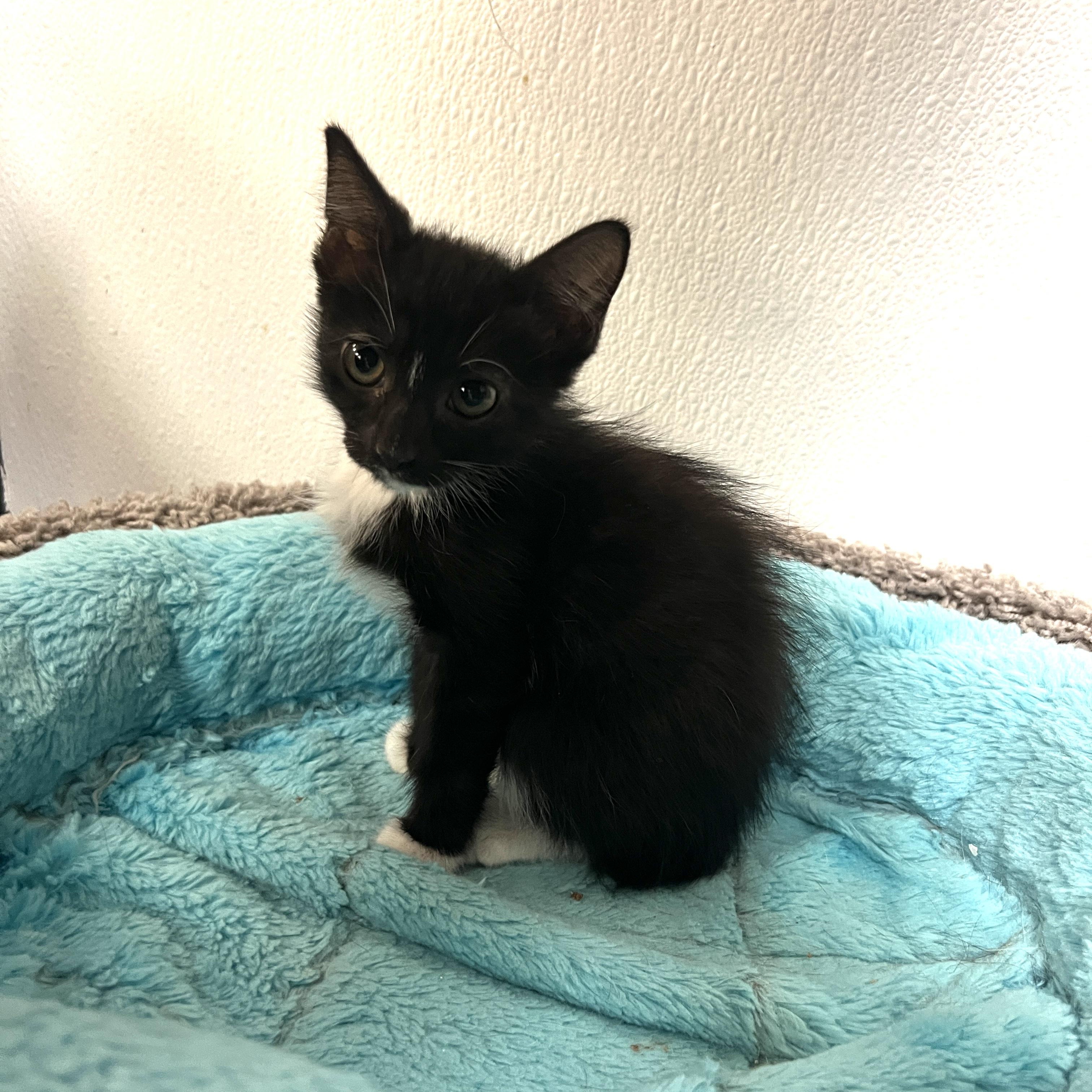 Briar, ADOPTABLE, Kitten Female Manx & Tuxedo.