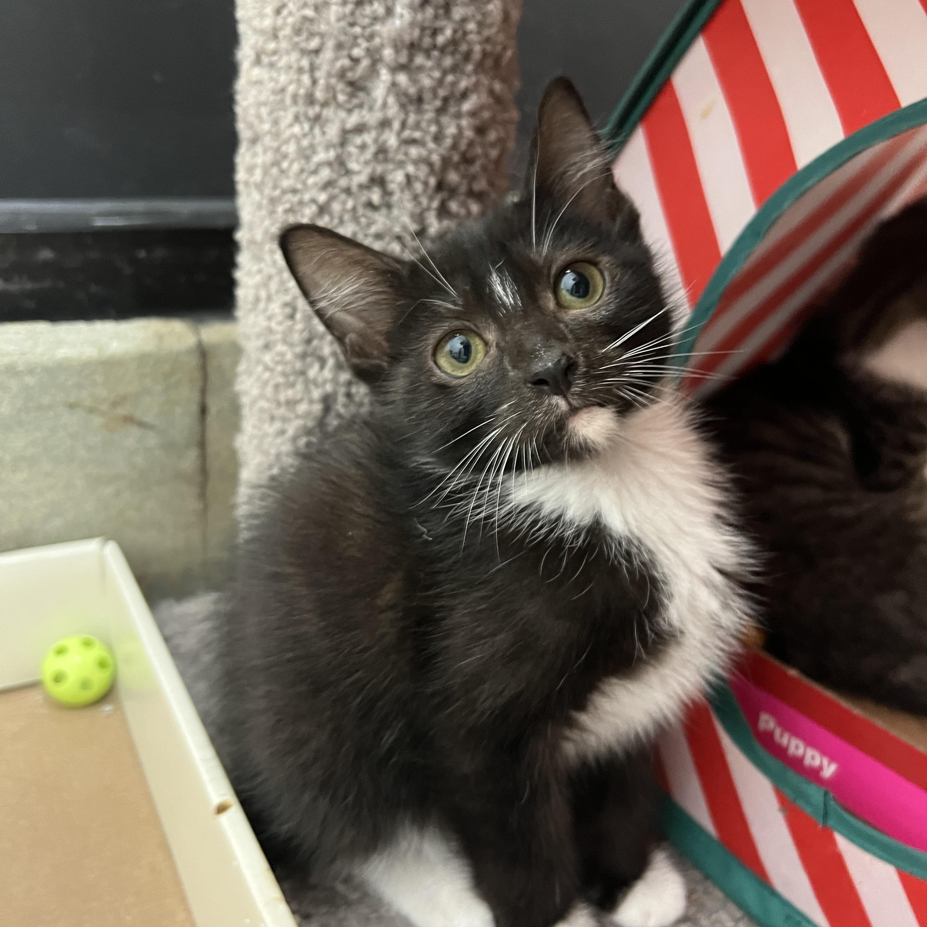Briar, a ADOPTABLE mixed breed in Bradenton, FL image 3/4