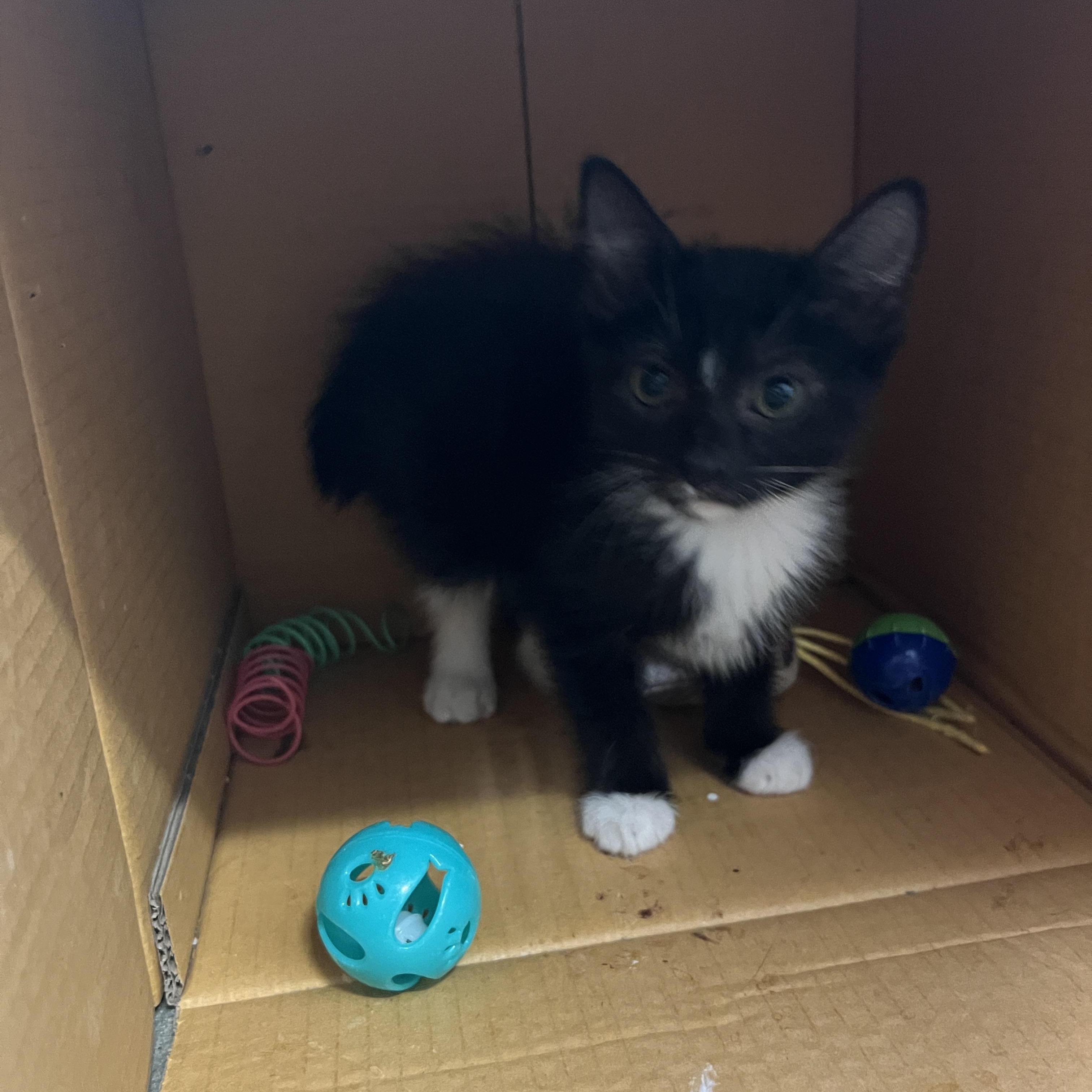 Briar, a ADOPTABLE mixed breed in Bradenton, FL image 4/4