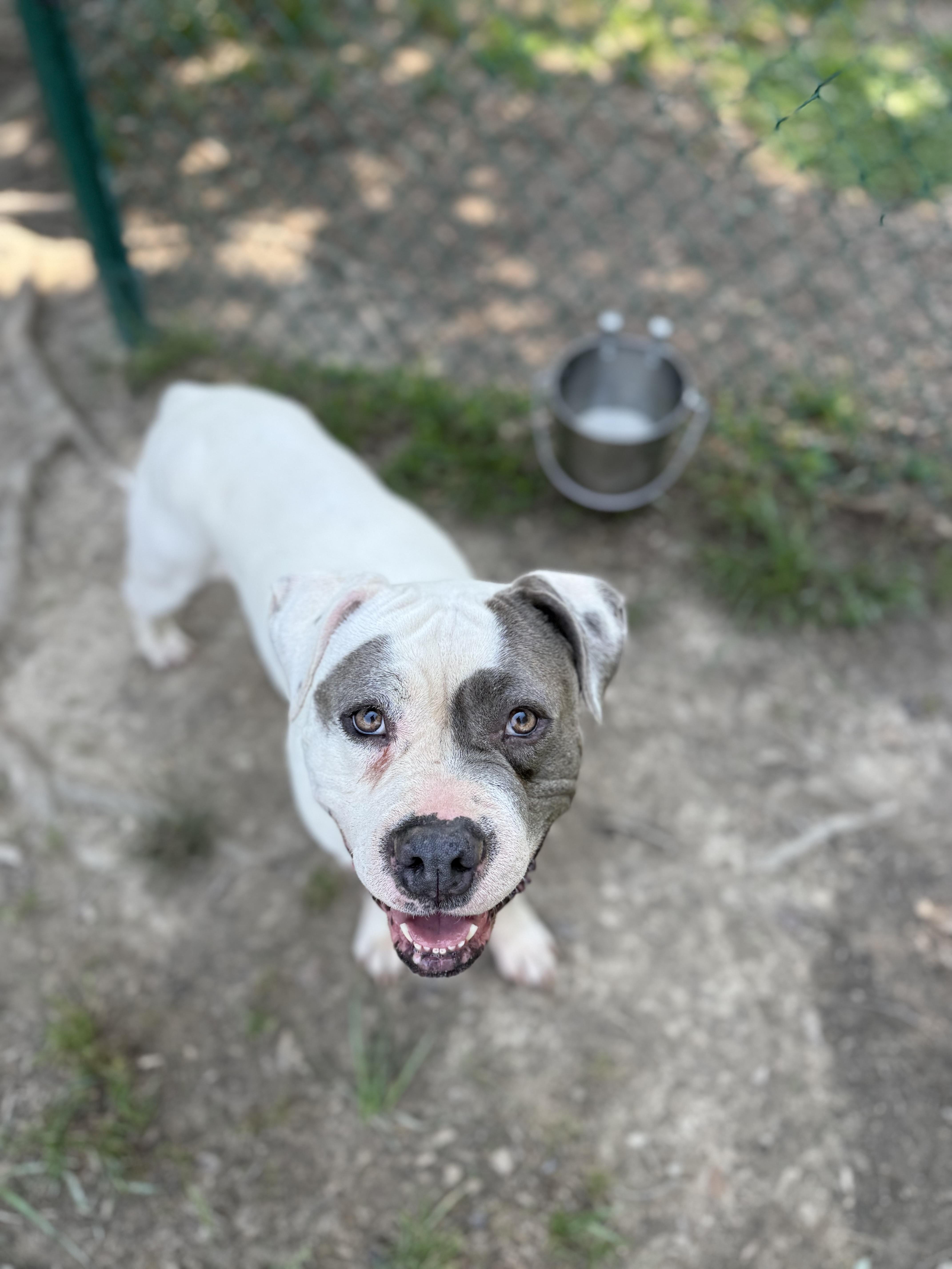 Karma, a Adoptable mixed breed in Saluda, VA image 4/5