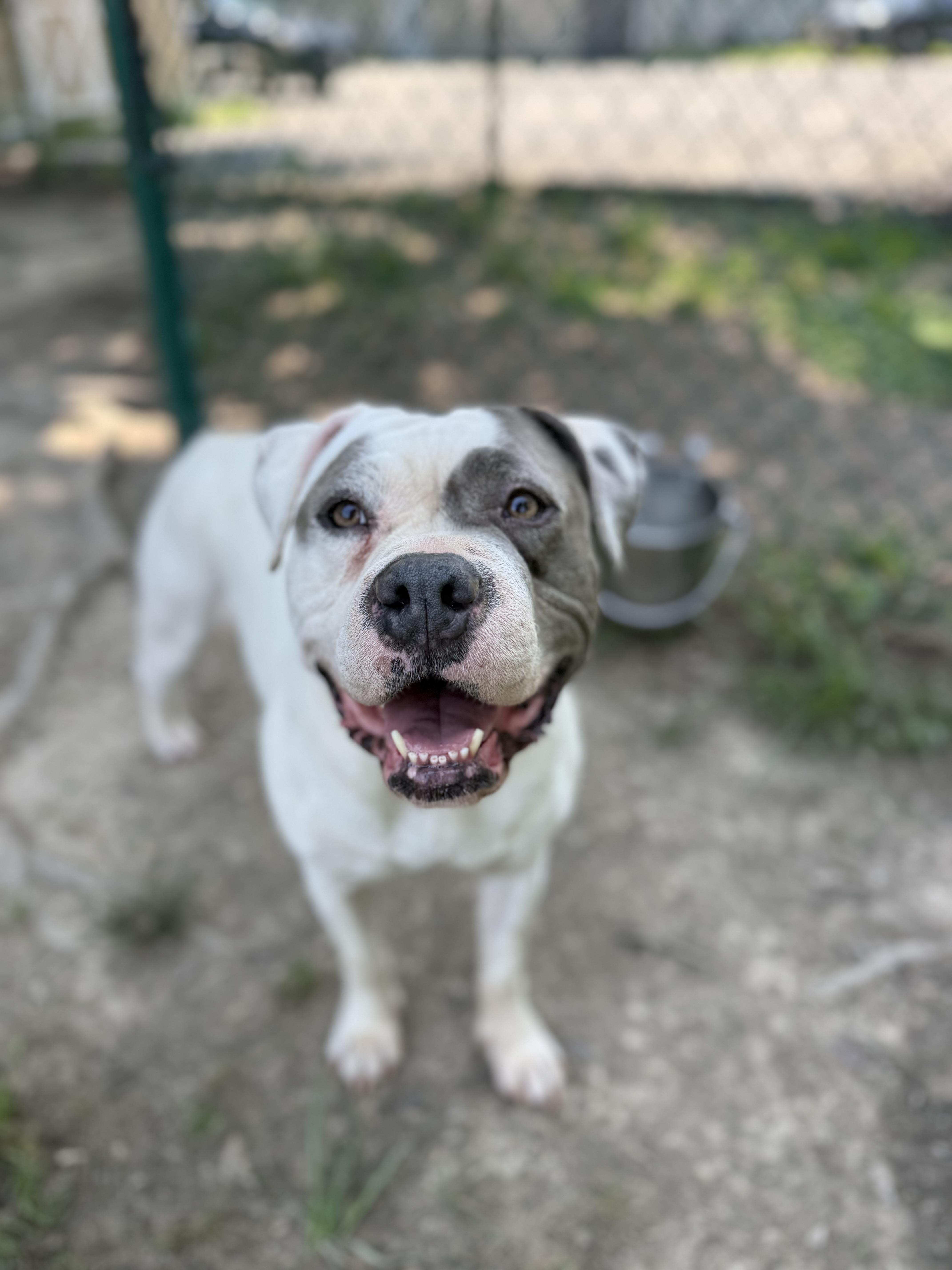 Karma, Adoptable, Adult Female American Staffordshire Terrier.
