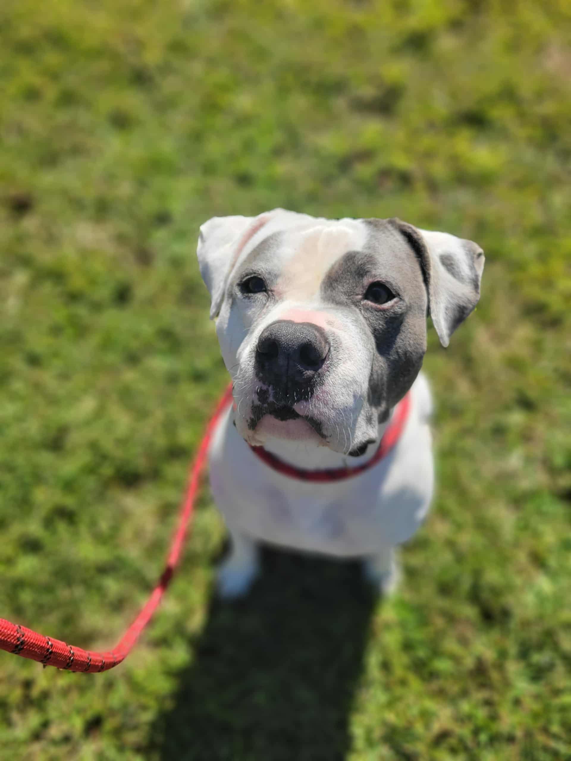 Karma, a Adoptable mixed breed in Saluda, VA image 2/5