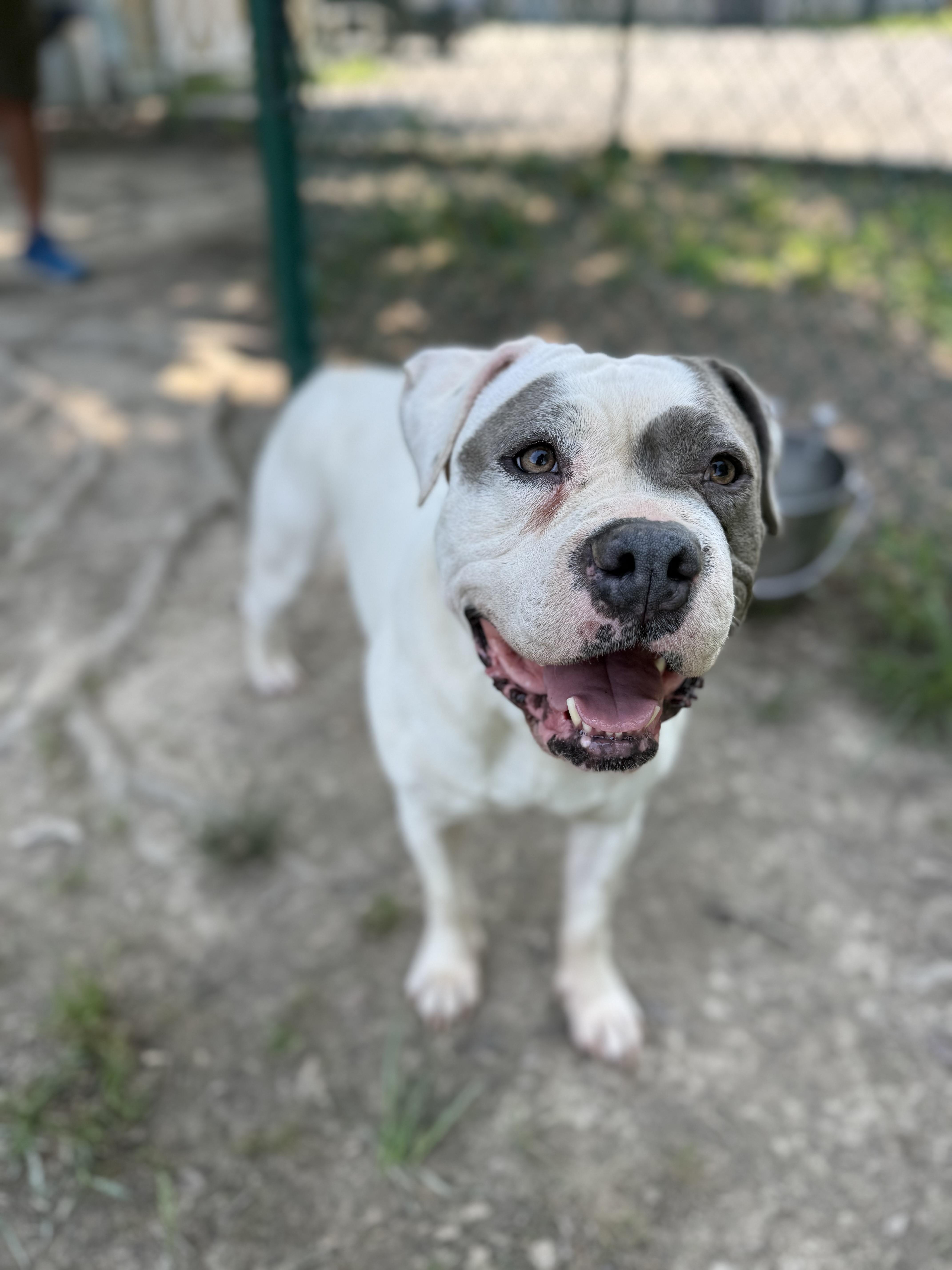 Karma, a Adoptable mixed breed in Saluda, VA image 5/5