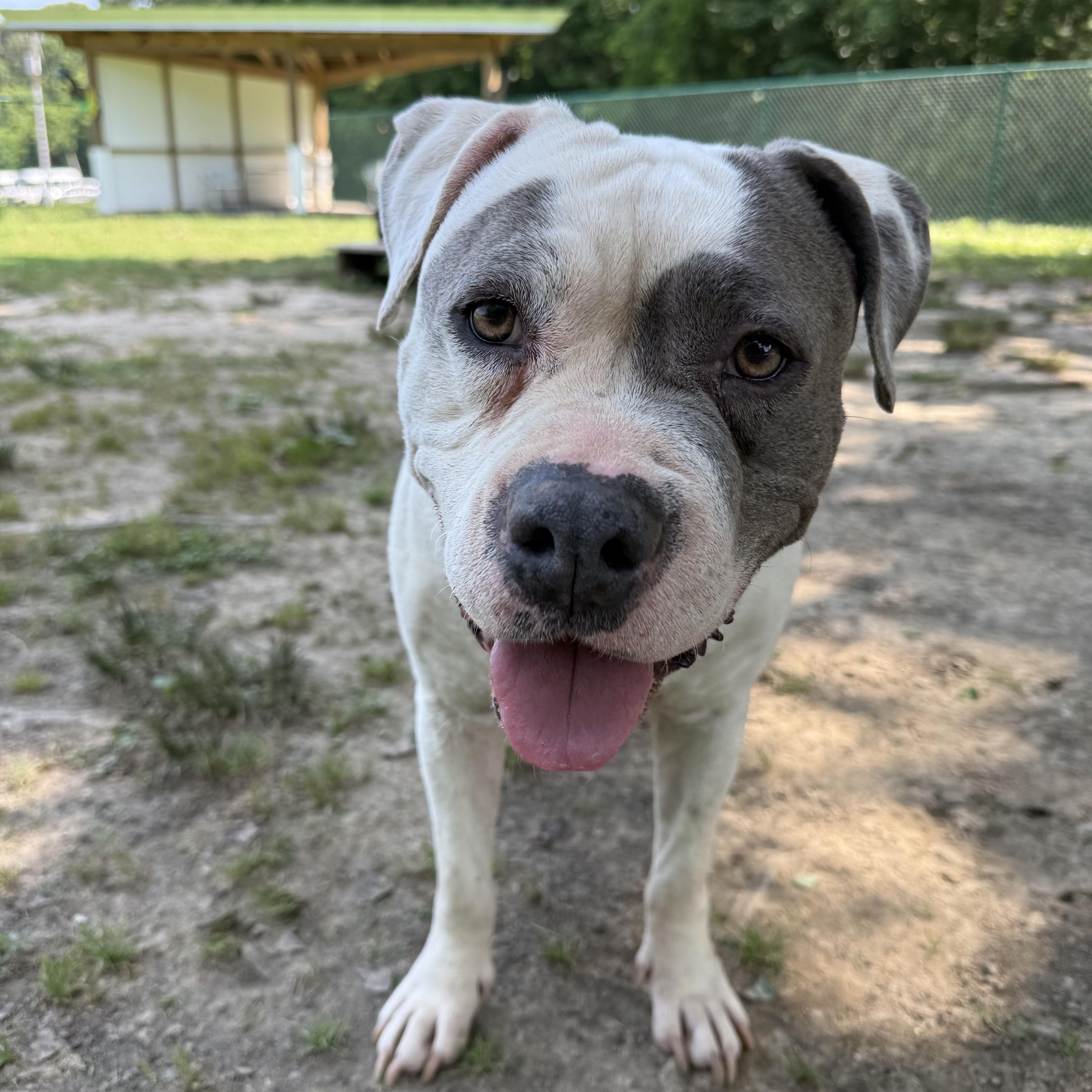 Karma, a Adoptable mixed breed in Saluda, VA image 3/5