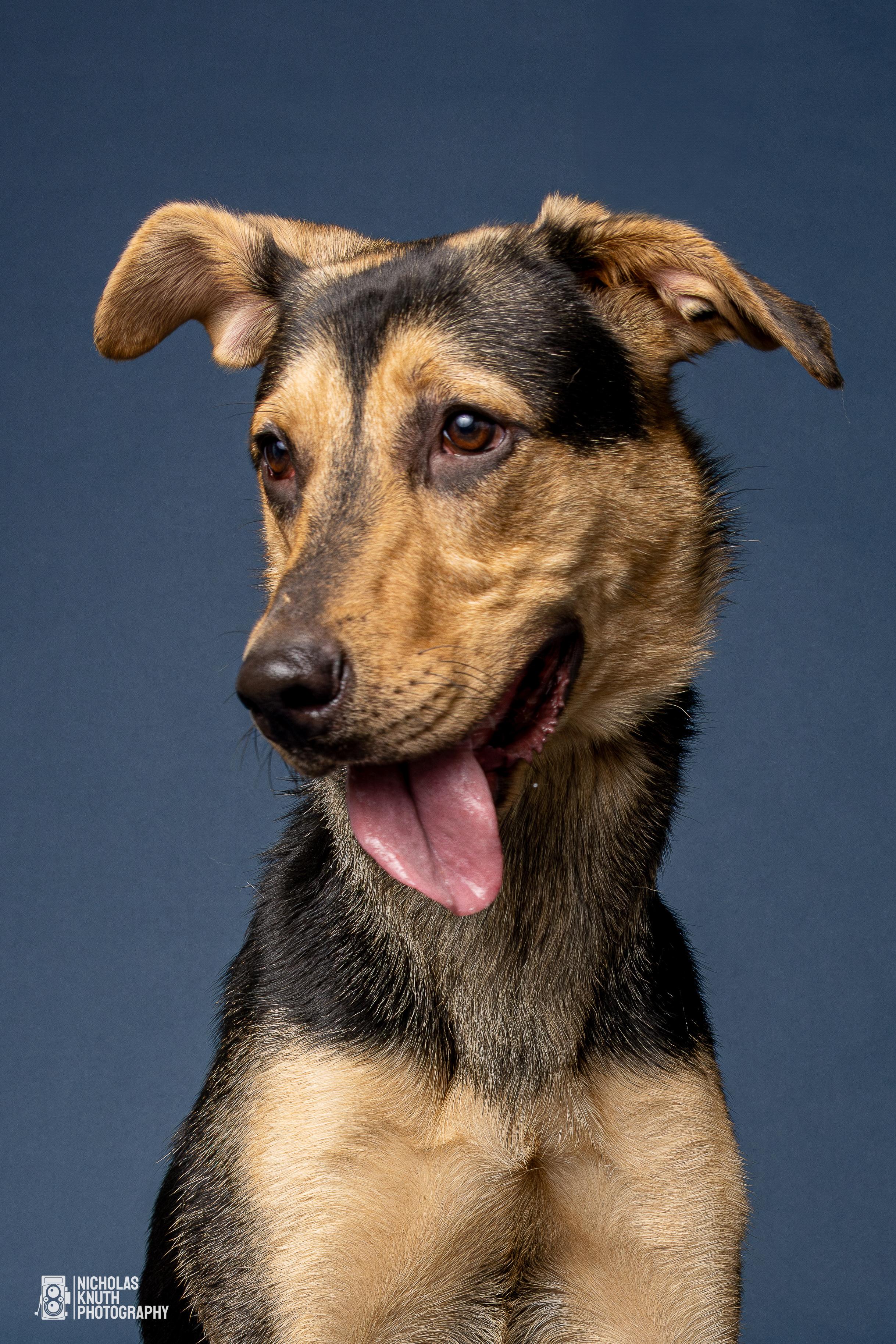 Blossom, Young Female German Shepherd Dog