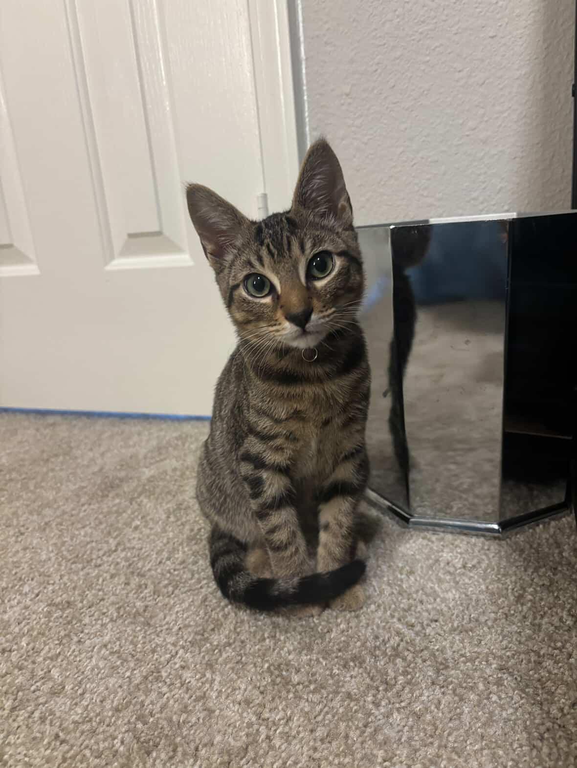 Tom, Adoptable, Kitten Male Domestic Short Hair.
