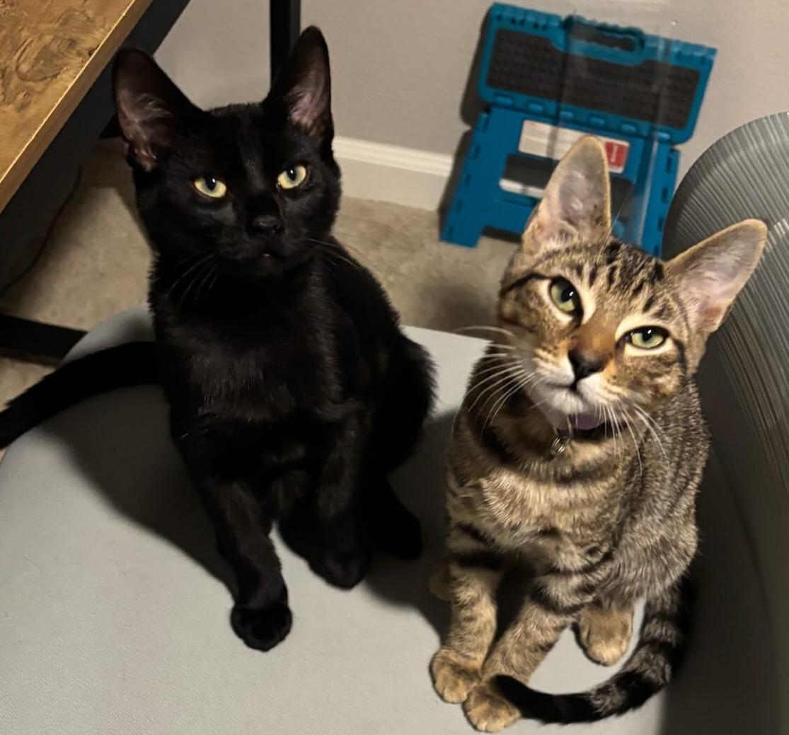 Tom, an adopted mixed breed in Aliso Viejo, CA image 2/4