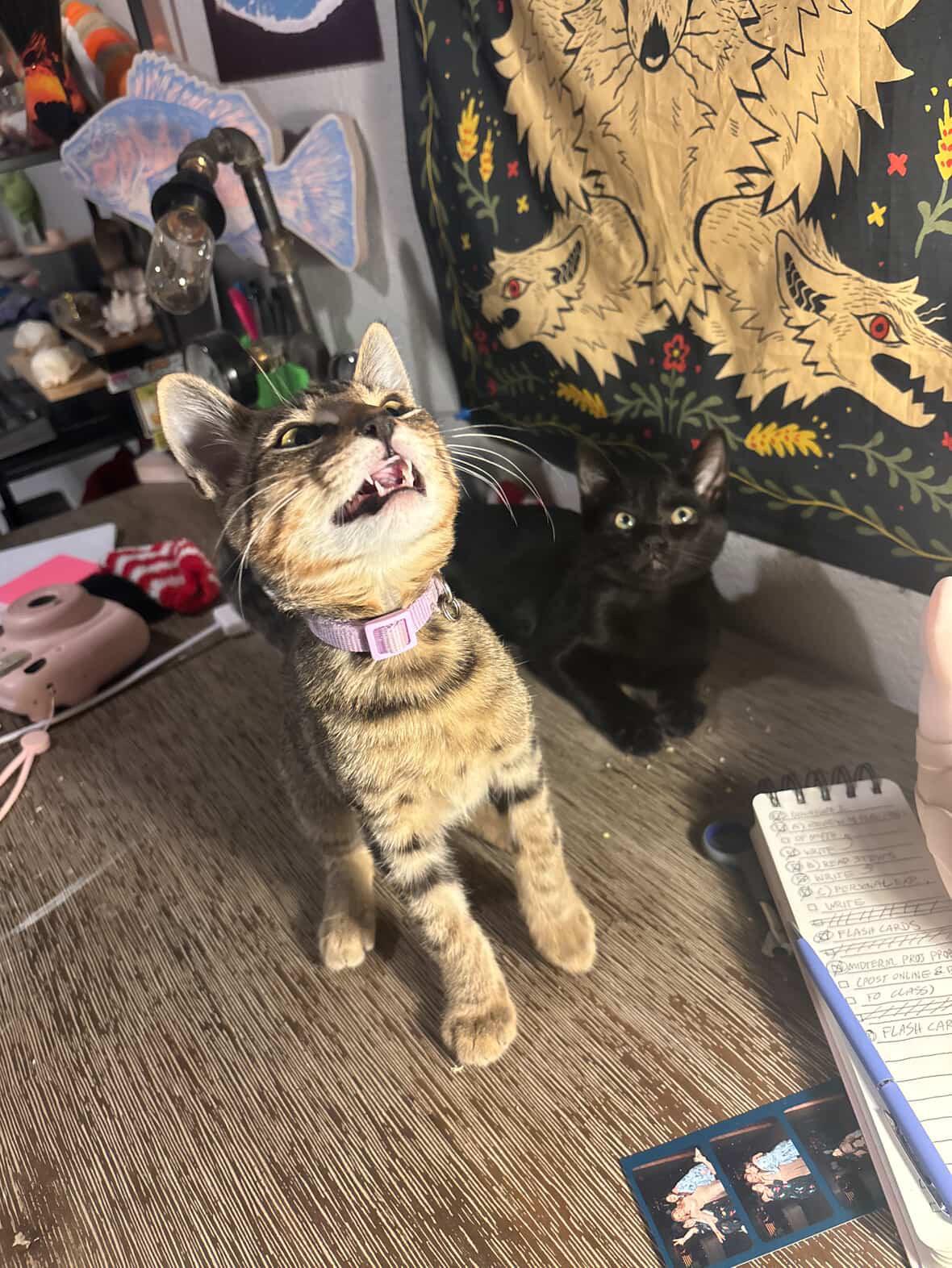 Tom, an adopted mixed breed in Aliso Viejo, CA image 4/4