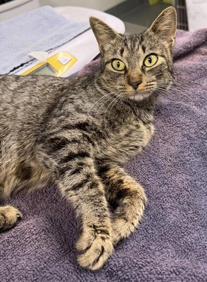 Rosie Purrez, Adoptable, Young Female Domestic Short Hair & Domestic Short Hair.