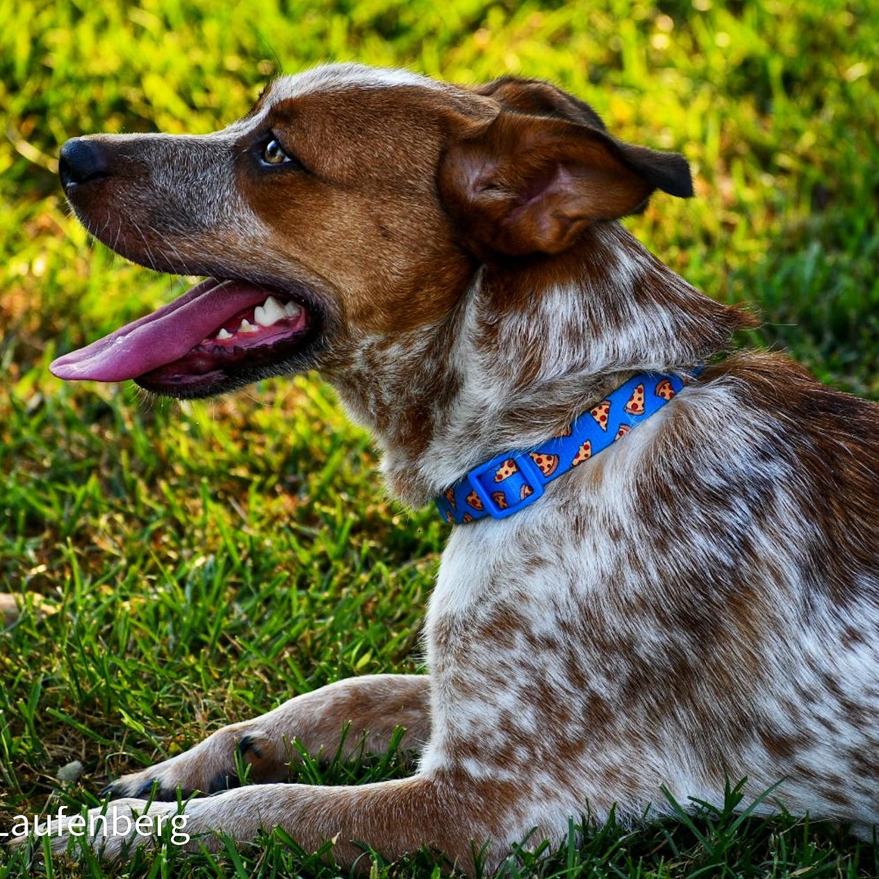Enlarge TEX (Loyal, Loving, Active--Fostering in Wayne, NJ), a Adoptable mixed breed in Newport, NH image 3/6