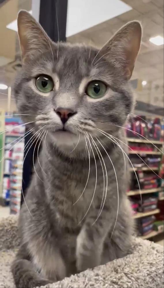 Enlarge Meatball fka Mr. Burns, a Adoptable Domestic Medium Hair in Virginia Beach, VA image 1/6