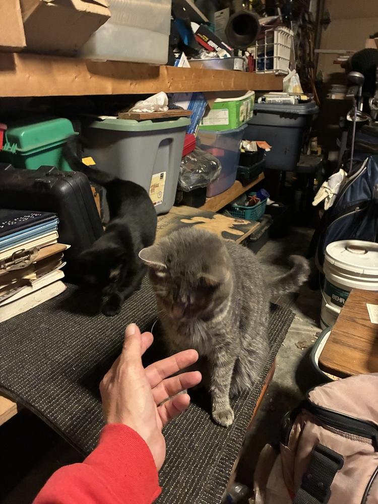 Enlarge Meatball fka Mr. Burns, a Adoptable Domestic Medium Hair in Virginia Beach, VA image 2/6