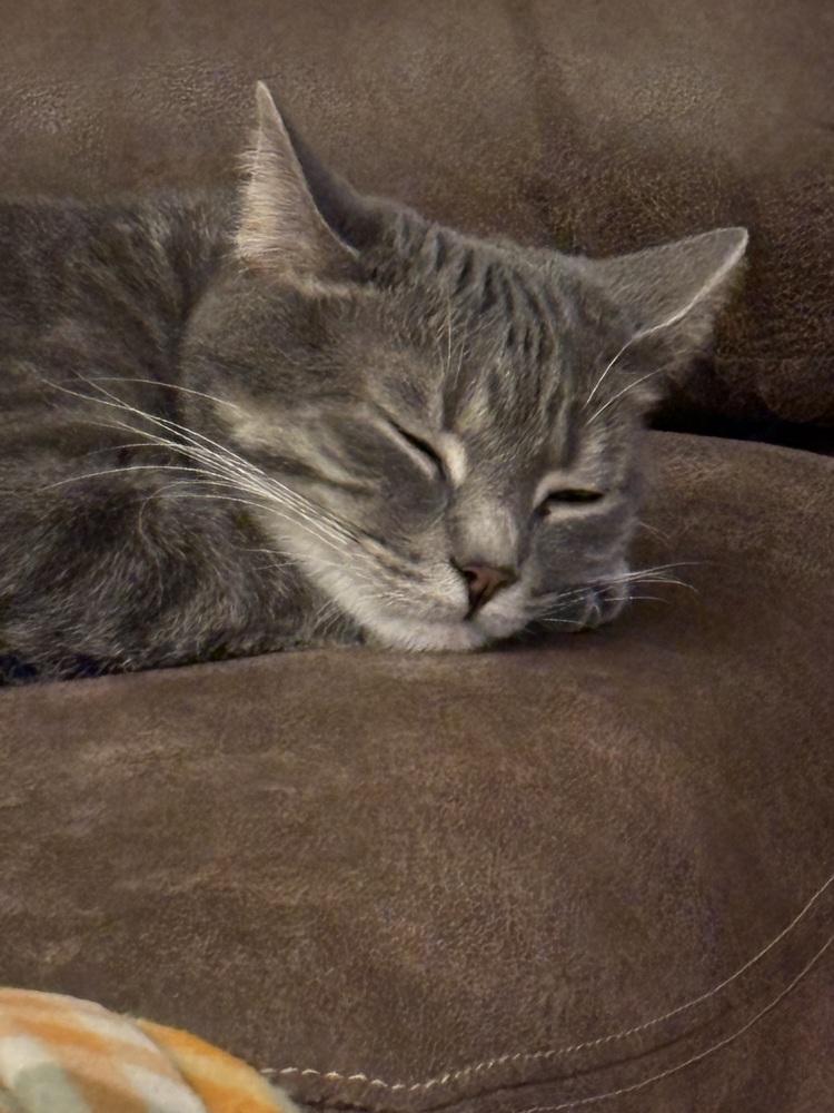 Enlarge Meatball fka Mr. Burns, a Adoptable Domestic Medium Hair in Virginia Beach, VA image 3/6