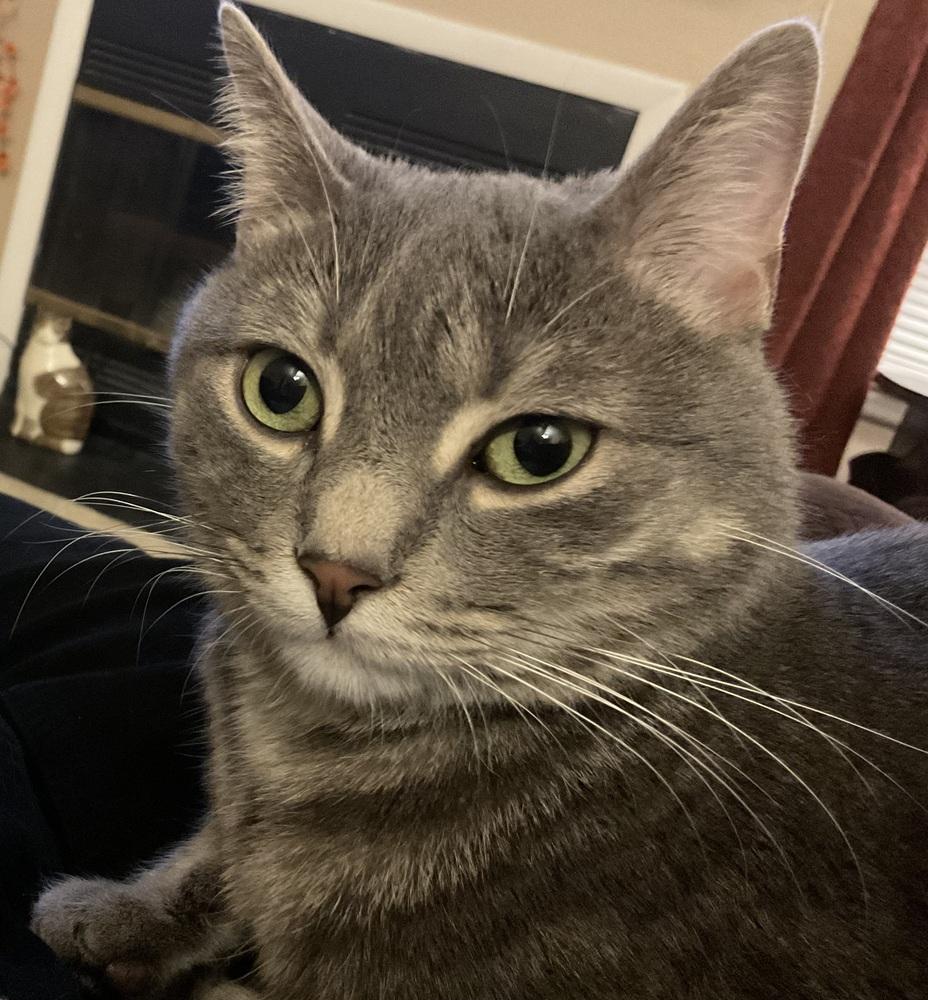 Enlarge Meatball fka Mr. Burns, a Adoptable Domestic Medium Hair in Virginia Beach, VA image 4/6