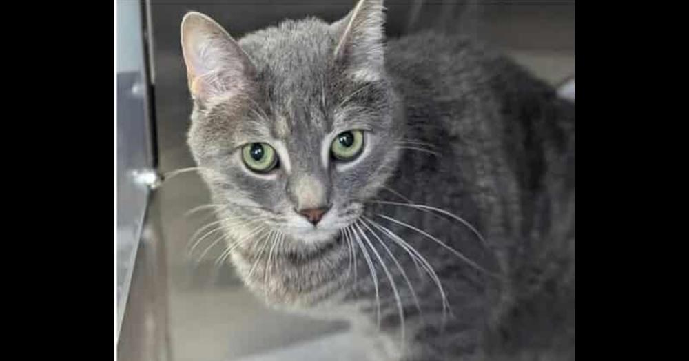 Enlarge Meatball fka Mr. Burns, a Adoptable Domestic Medium Hair in Virginia Beach, VA image 5/6