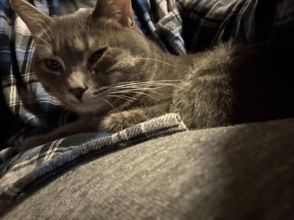 Enlarge Meatball fka Mr. Burns, a Adoptable Domestic Medium Hair in Virginia Beach, VA image 6/6