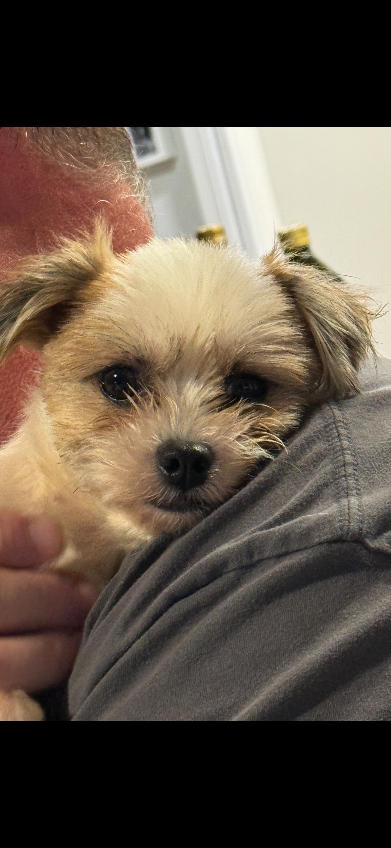 Enlarge Michelle, a Adopted Maltese in Surrey, BC image 3/6