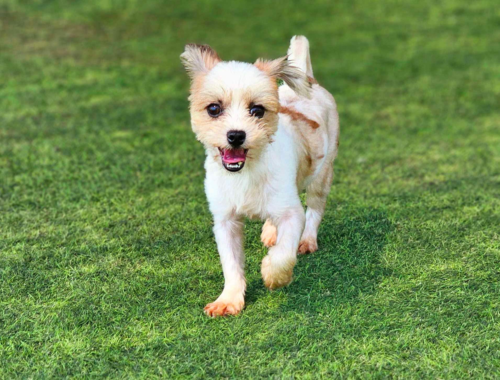 Enlarge Michelle, a Adopted Maltese in Surrey, BC image 4/6