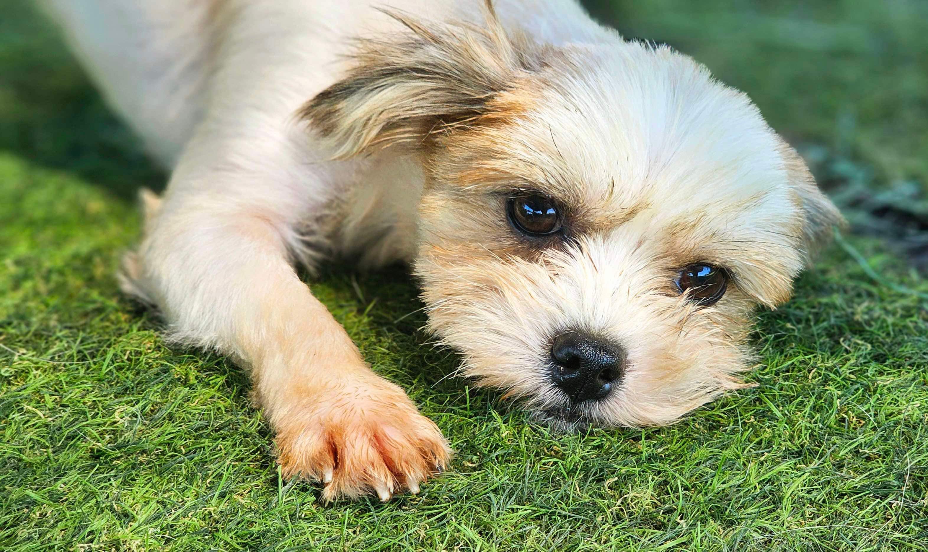 Enlarge Michelle, a Adopted Maltese in Surrey, BC image 5/6