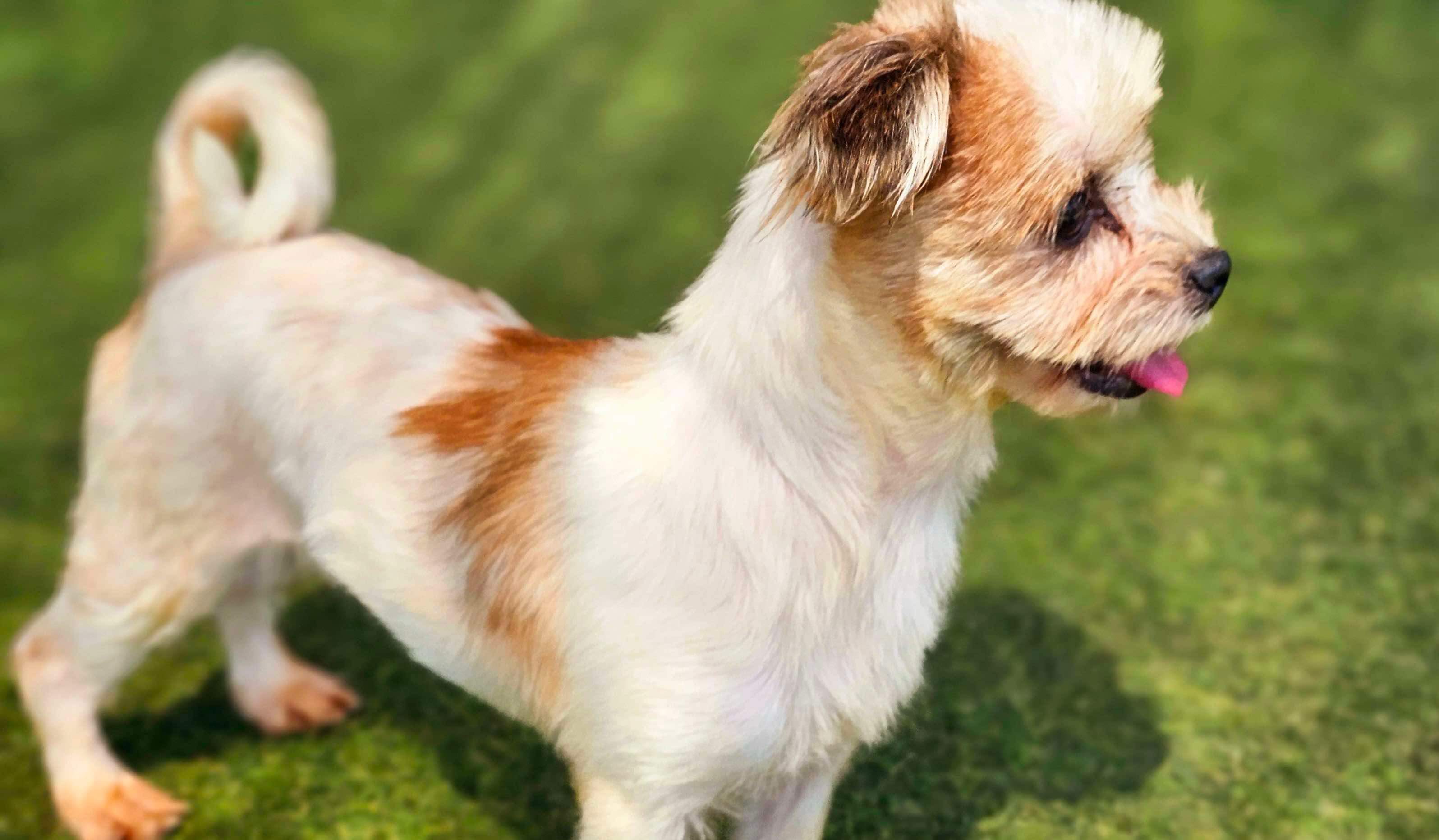 Enlarge Michelle, a Adopted Maltese in Surrey, BC image 6/6