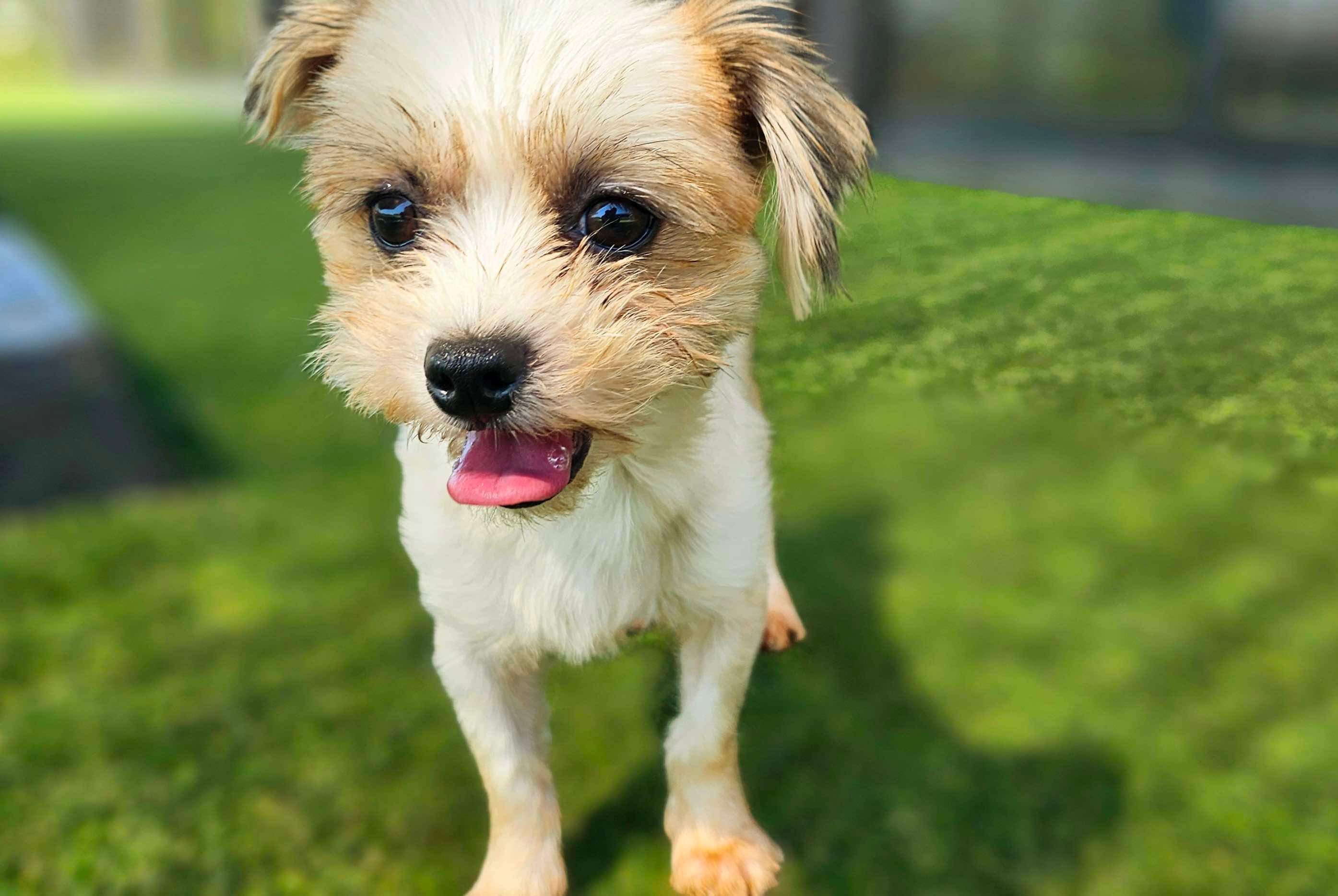 Michelle, Adopted, Adult Female Maltese.