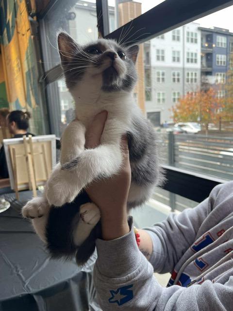 Enlarge Dover, a Adoptable Domestic Short Hair in Salisbury, NC image 2/4