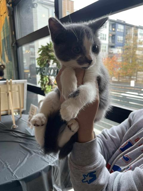 Enlarge Dover, a Adoptable Domestic Short Hair in Salisbury, NC image 3/4