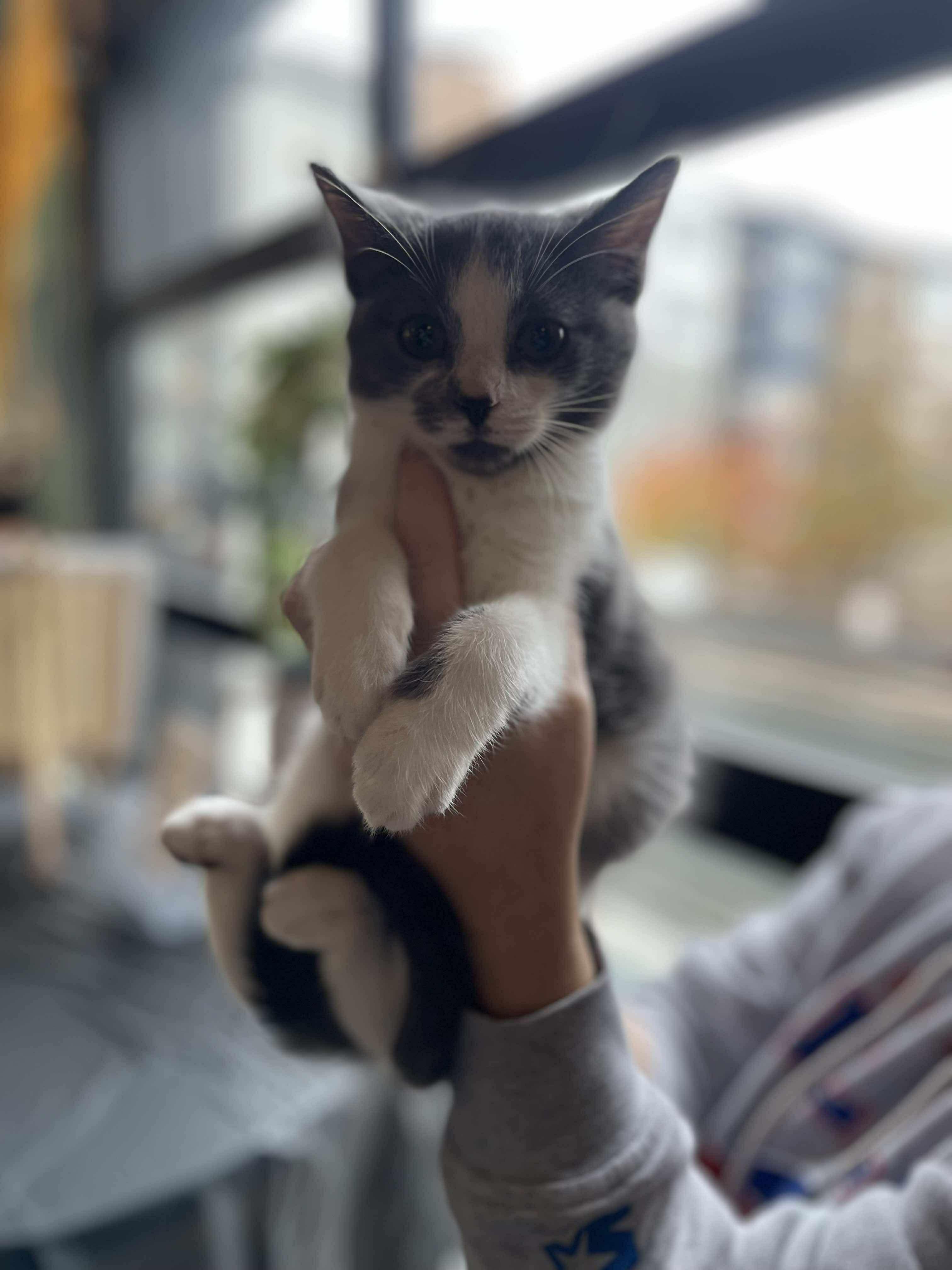 Enlarge Dover, a Adoptable Domestic Short Hair in Salisbury, NC image 4/4