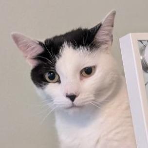 Enlarge Sassafras "Sassy", a Adoptable American Shorthair in Pikesville, MD image 4/6