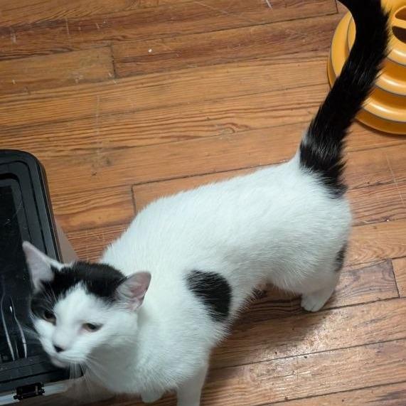 Enlarge Sassafras "Sassy", a Adoptable American Shorthair in Pikesville, MD image 5/6