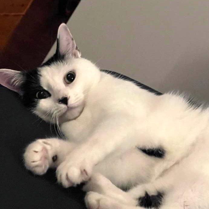 Enlarge Sassafras "Sassy", a Adoptable American Shorthair in Pikesville, MD image 3/6