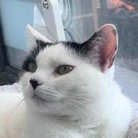 Enlarge Sassafras "Sassy", a Adoptable American Shorthair in Pikesville, MD image 2/6