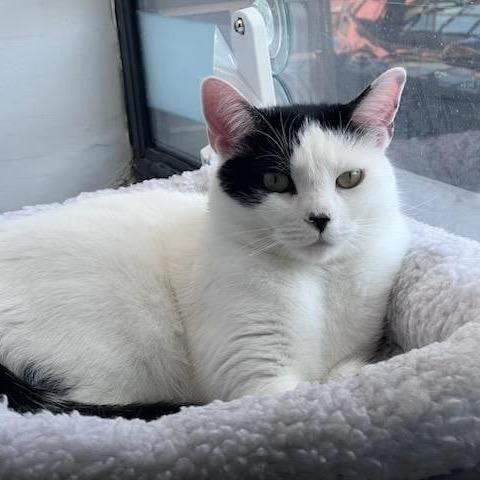 Enlarge Sassafras "Sassy", a Adoptable American Shorthair in Pikesville, MD image 6/6