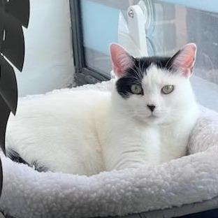 Enlarge Sassafras "Sassy", a Adoptable American Shorthair in Pikesville, MD image 1/6