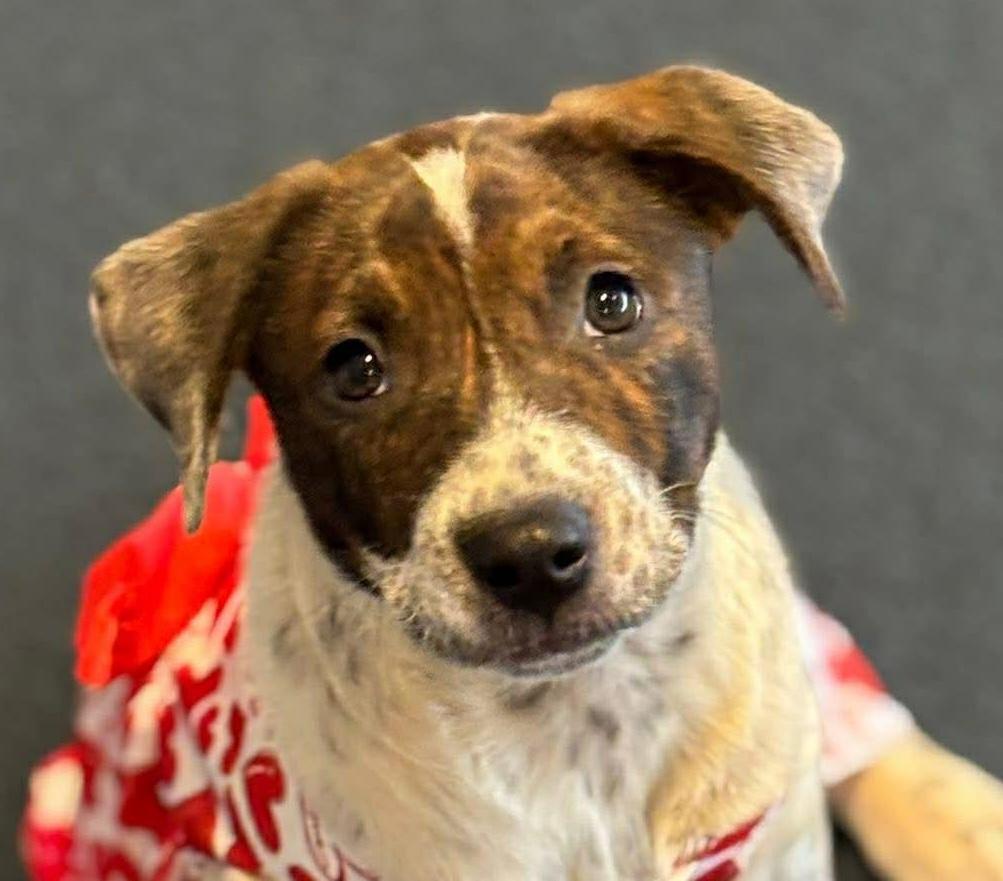 Fany, a ADOPTABLE mixed breed in Cumming, GA image 1/6