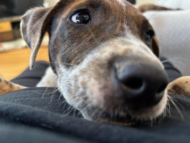 Enlarge Fany, an adopted mixed breed in Cumming, GA image 5/6