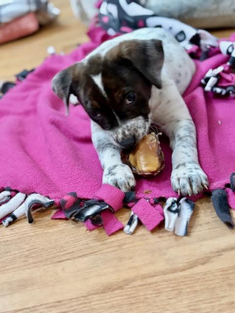 Enlarge Fany, a ADOPTABLE mixed breed in Cumming, GA image 3/6