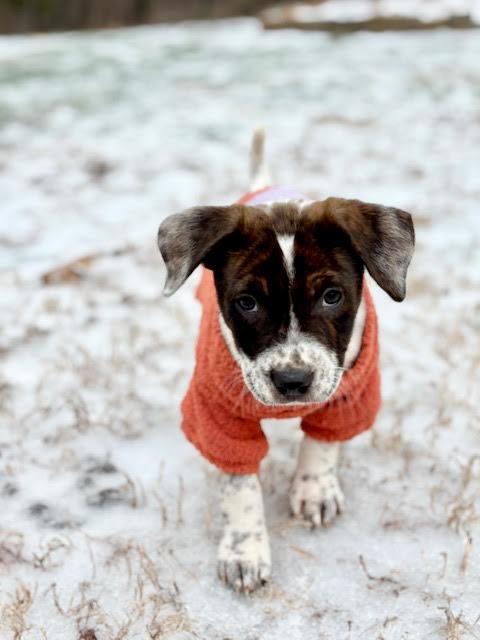 Enlarge Fany, a ADOPTABLE mixed breed in Cumming, GA image 2/6