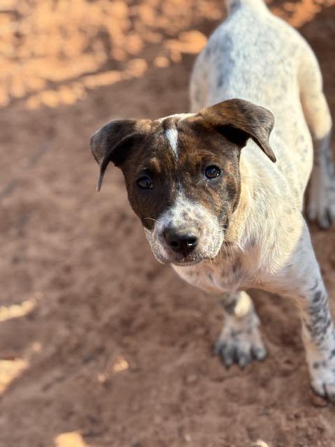 Enlarge Fany, an adopted mixed breed in Cumming, GA image 2/6