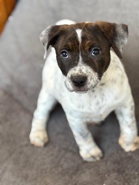 Enlarge Fany, a ADOPTABLE mixed breed in Cumming, GA image 5/6