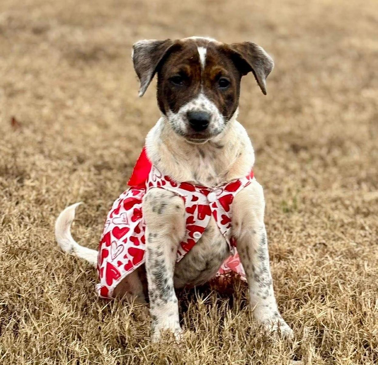 Fany, a ADOPTABLE mixed breed in Cumming, GA image 2/6