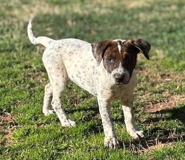 Enlarge Fany, an adopted mixed breed in Cumming, GA image 4/6