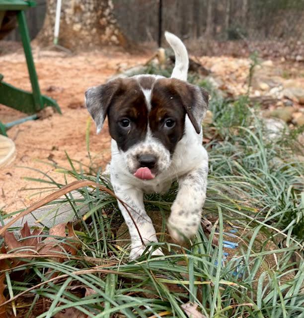 Enlarge Fany, a ADOPTABLE mixed breed in Cumming, GA image 1/6