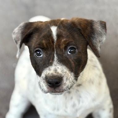 Enlarge Fany, an adopted mixed breed in Cumming, GA image 6/6