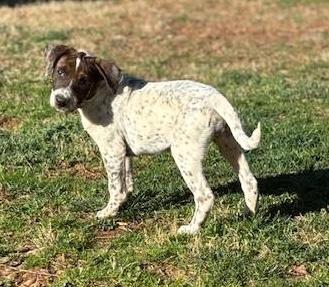 Fany, ADOPTABLE, Puppy Female Labrador Retriever & Pit Bull Terrier.